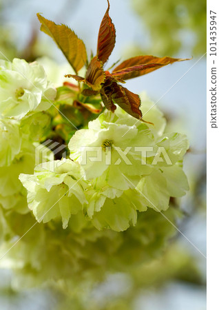 信濃川矢倉堤岸的櫻花 Ukonzakura 101435947