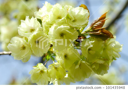 Cherry Blossoms Ukonzakura on the Shinano River Yasuragi Embankment Cherry Blossoms Ukonzakura on the Shinano River Yasuragi Embankment 101435948