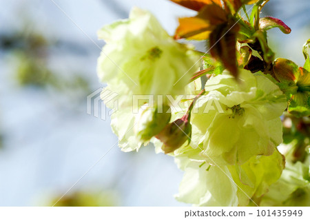 信濃川矢倉堤岸的櫻花 Ukonzakura 101435949