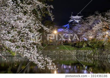 Odawara Castle Scenery of illuminated cherry blossoms 101436186