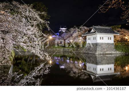 Odawara Castle Scenery of illuminated cherry blossoms Odawara Castle Scenery of illuminated cherry blossoms 101436187