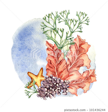 Composition of colorful sea plants watercolor illustration isolated on white. Composition of colorful sea plants watercolor illustration isolated on white. 101436244