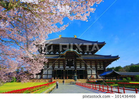 [奈良縣]東大寺大佛堂櫻花盛開（奈良公園） 101436466