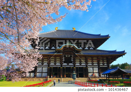 [奈良縣]東大寺大佛堂櫻花盛開（奈良公園） 101436467