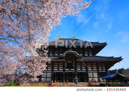 [奈良縣]東大寺大佛堂櫻花盛開（奈良公園） 101436469