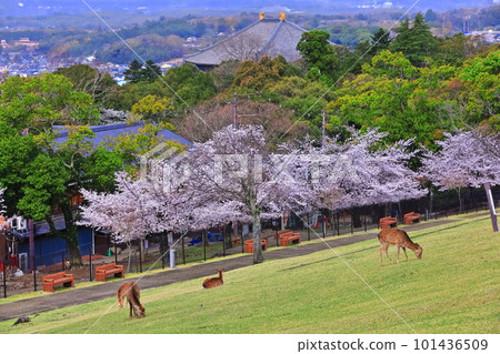 [奈良縣]若草山的鹿、櫻花、東大寺 101436509