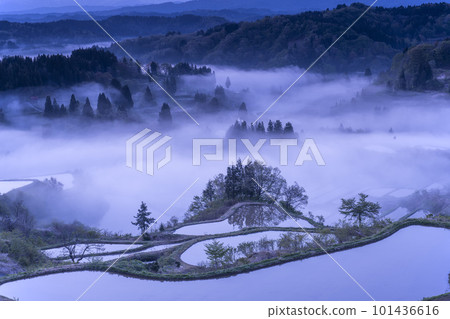 Scenery of rice terraces in the fog 101436616