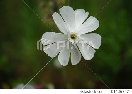 Silene latifolia white flower against blurred green grass background close up. One White Campion, five petaled wildflower. 101436857