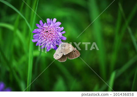 Closeup of a field scabious blossom Knautia arvensis with a meadow brown butterfly sitting on it on dark green backgeound Closeup of a field scabious blossom Knautia arvensis with a meadow brown butterfly sitting on it on dark green backgeound 101436858
