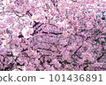 盛開的櫻花之間的美麗風景 101436891