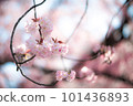 櫻花盛開預示著春天的到來 101436893