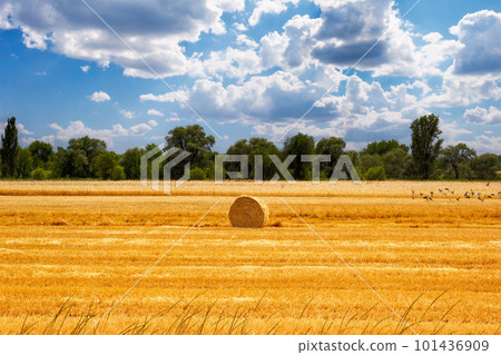 Harvested wheat field with rolled haystack. at the end of summer, harvesting under the picturesque sky Harvested wheat field with rolled haystack. at the end of summer, harvesting under the picturesque sky 101436909