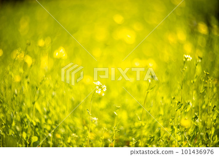 油菜花在晨露中閃耀 油菜花在晨露中閃耀 101436976