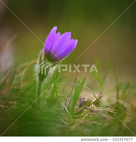 Spring flowers. Beautifully blossoming pasque flower and sun with a natural colored background. (Pulsatilla grandis) Old Russian Helios manual lens 101437077