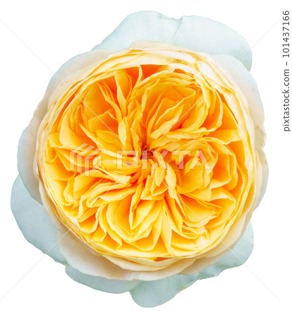 The color of the rose petals are yellow and white. Juliet. The color of the rose petals are yellow and white. Juliet. 101437166