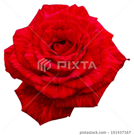 The color of the rose petals is red and black textures. Red Intuition. 101437167