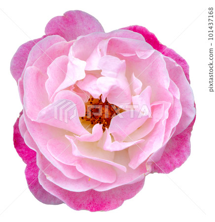 The color of the rose petals is pink and white. Margo's Sister. 101437168