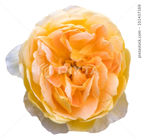 The color of the rose petals is yellow aand white. Charlotte. 101437169