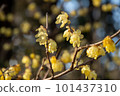 Japanese allspice that announces the arrival of spring 101437310