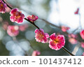 Red plum blossoms in full bloom in the spring sunshine 101437412