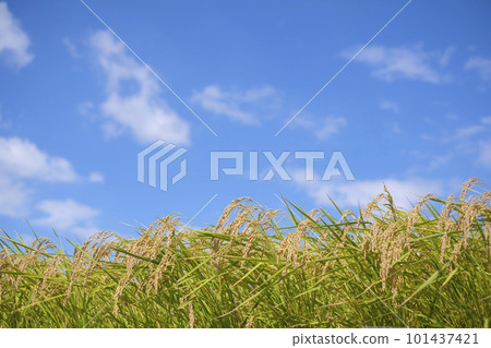 金秋稻田的稻穗與藍天 101437421