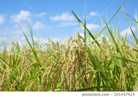 Rice ears and blue sky in golden autumn rice fields Rice ears and blue sky in golden autumn rice fields 101437423