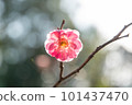 beautiful pink plum blossom 101437470