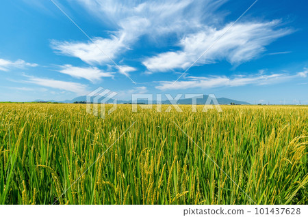 [新潟縣] 越後平原的稻田和彌彥山、角田山。臨近收穫的稻穗 101437628