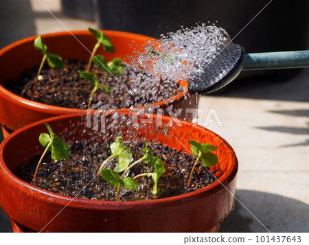 Raising cotton seedlings and watering 101437643