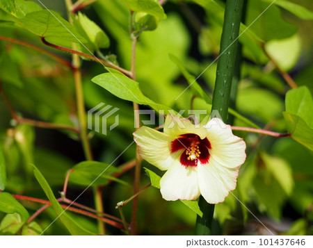 Cotton flower 101437646