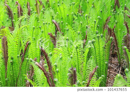 Clumping grass cycad Clumping grass cycad 101437655