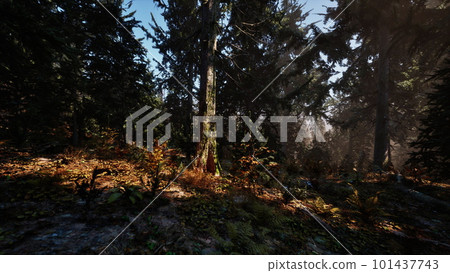 Sunlight entering autumn coniferous forest on a misty morning 101437743