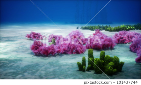 Purple and pink soft corals and red sponges 101437744