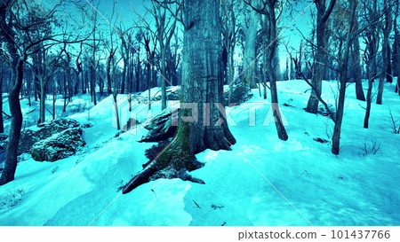 Warm winter sunset shining through a forest with tall pine trees 101437766