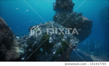 Colorful coral reef at the bottom of tropical sea Colorful coral reef at the bottom of tropical sea 101437785