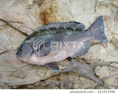 A plump, plump winter blackfish body caught on the shore. A plump, plump winter blackfish body caught on the shore. 101437896