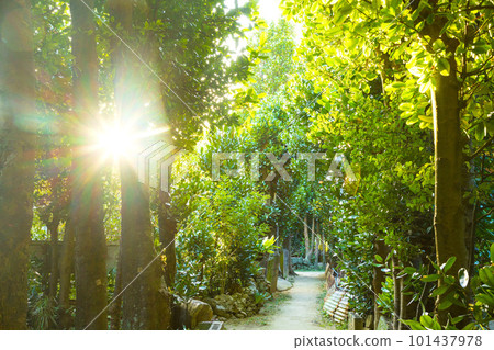Okinawa-Fukugi Namiki Path-09 101437978