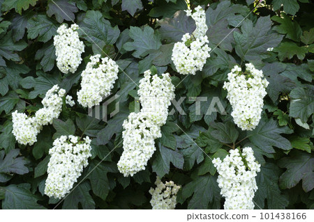 Hakuba hydrangea flower blooming in the rainy season Hakuba hydrangea flower blooming in the rainy season 101438166