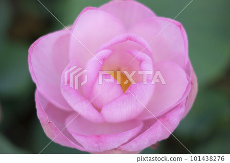 Oga Has Bath lotus Oga Has Bath lotus 101438276