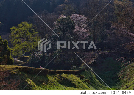 櫻花盛開的一乘谷朝倉氏遺跡 101438439
