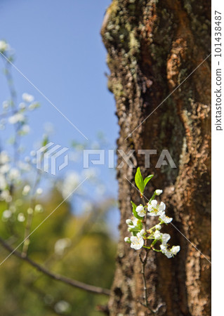 Ichijodani Asakura clan ruins with cherry blossoms Ichijodani Asakura clan ruins with cherry blossoms 101438487