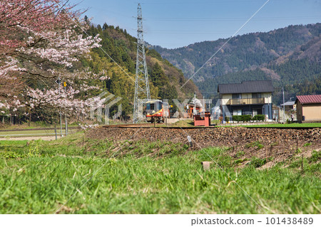 Ichijodani Asakura clan ruins with cherry blossoms Ichijodani Asakura clan ruins with cherry blossoms 101438489