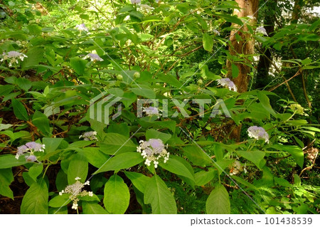 灌木叢中的繡球花[相模原市津久井，8月] 101438539