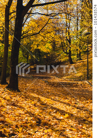 Colorful falling autumn leaves. View through the autumn foliage in park forest. Golden tree leaves. Beautiful tree with yellow leaves in autumn forest. Path littered with autumn leaves Colorful falling autumn leaves. View through the autumn foliage in park forest. Golden tree leaves. Beautiful tree with yellow leaves in autumn forest. Path littered with autumn leaves 101438574