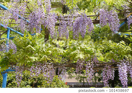 富士野田 101438697