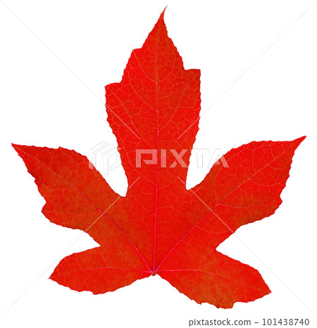red maple leaf isolated on white background red maple leaf isolated on white background 101438740