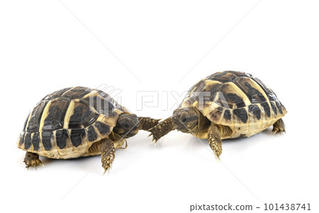 Hermann s tortoise in studio Hermann s tortoise in studio 101438741