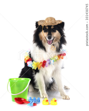 rough collie in studio rough collie in studio 101438745