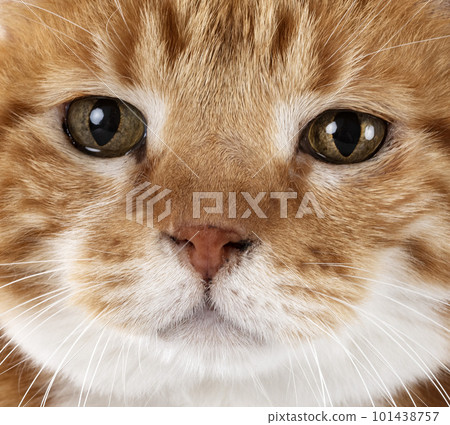 ginger cat in studio 101438757
