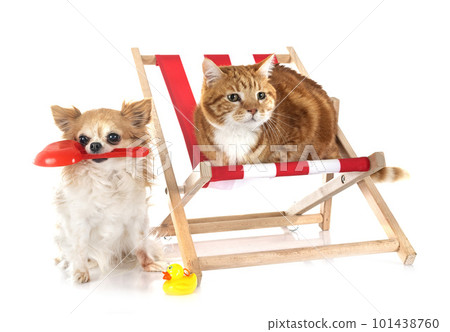 ginger cat and chihuahua in studio 101438760